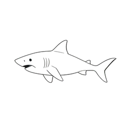 ホワイトシャーク