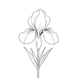 Iris