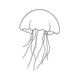 Jellyfish