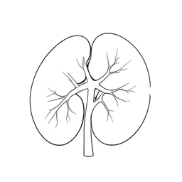 Kidney icon preview