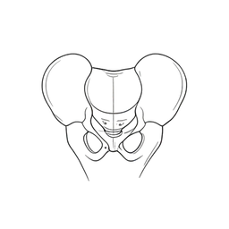 Pelvis icon preview