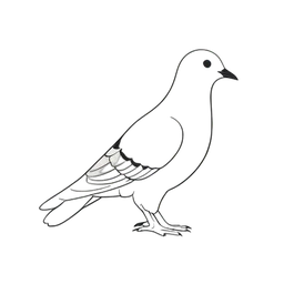 นกพิราบ