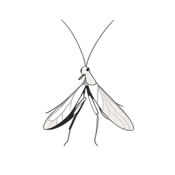 mantis modlitewna