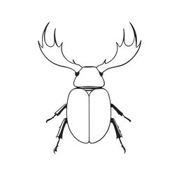 Stag Beetle