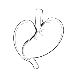 กระเพาะอาหาร icon preview