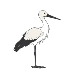 Stork