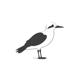Albatros
