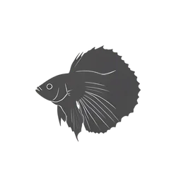 Betta Fish