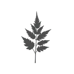 Fern
