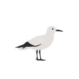 Seagull icon preview