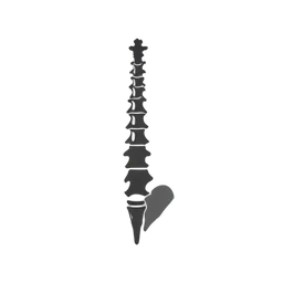 กระดูกสันหลัง