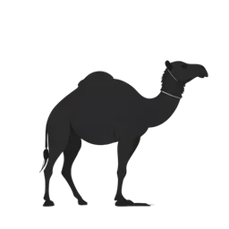 Camel
