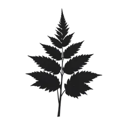 Fern