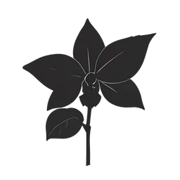 Orchid