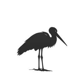 Stork