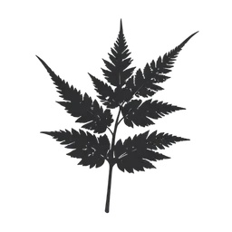 Fern