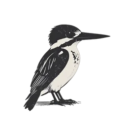 Kingfisher