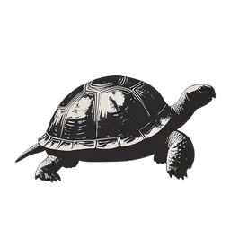 乌龟